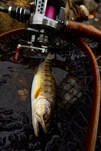 ヤマメの釣果