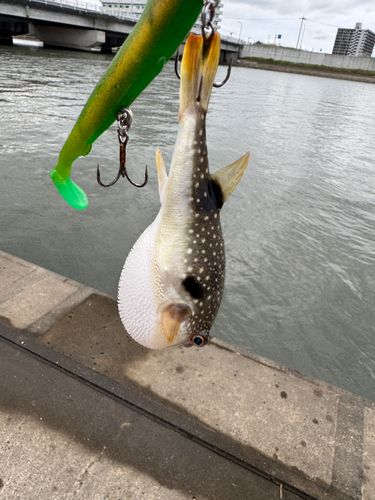 クサフグの釣果