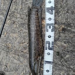 ラージマウスバス