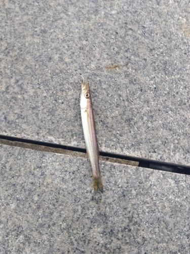 カマスの釣果