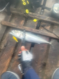 サバの釣果