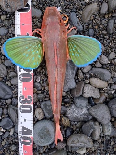 ホウボウの釣果