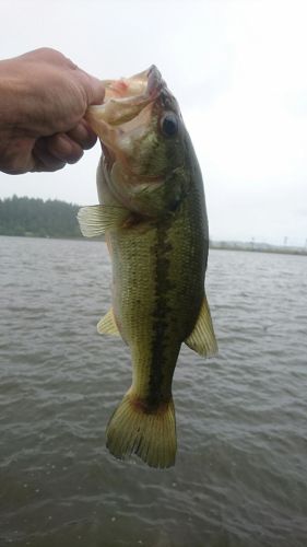 ラージマウスバスの釣果