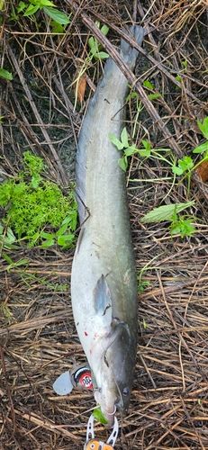 ニホンナマズの釣果