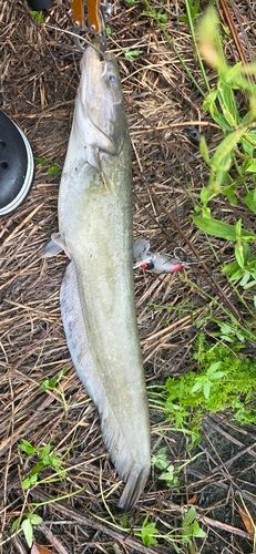 ニホンナマズの釣果