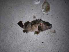 ソイの釣果