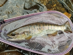 ヤマメの釣果