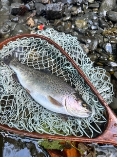 ニジマスの釣果