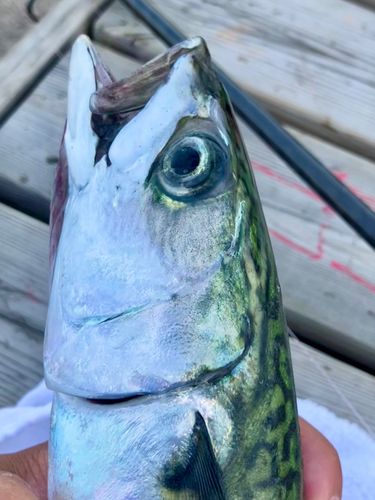 サバの釣果