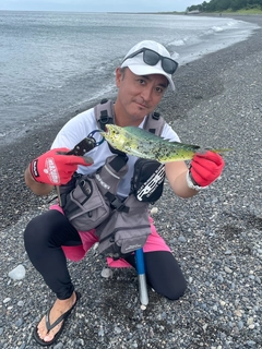 シイラの釣果