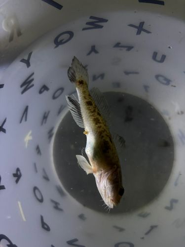 マハゼの釣果