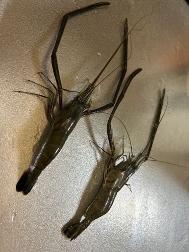 テナガエビの釣果