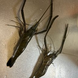 テナガエビ