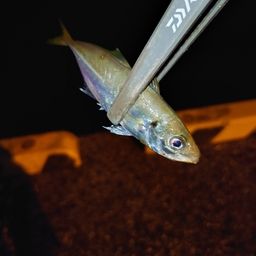 アジ