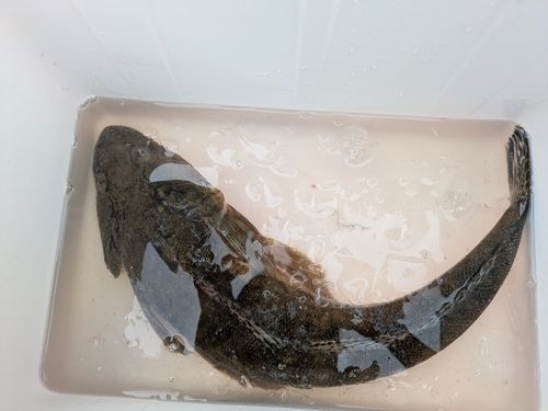 マゴチの釣果