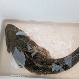 マゴチ