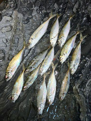 アジの釣果