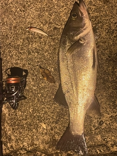 ヒラスズキの釣果