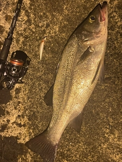 ヒラスズキの釣果