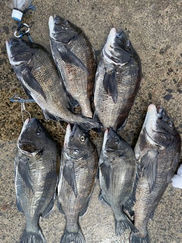 チヌの釣果