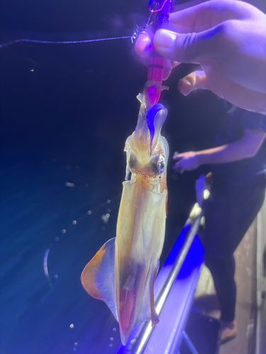 ケンサキイカの釣果