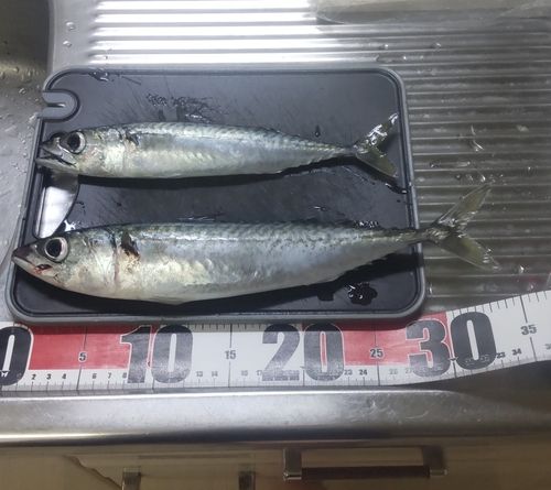 サバの釣果