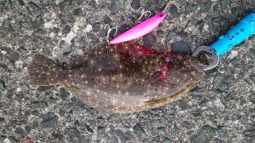 ソゲの釣果
