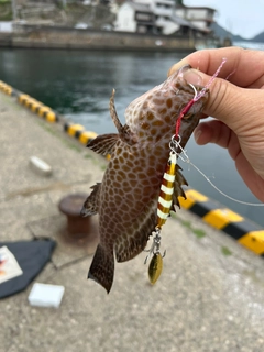 オオモンハタの釣果