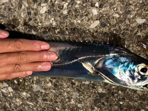 タチウオの釣果