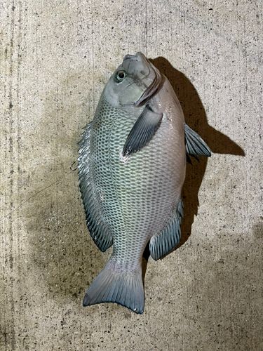 釣果