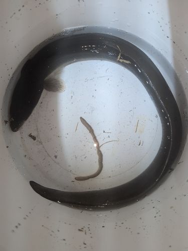 ニホンウナギの釣果