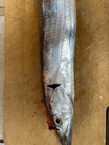 タチウオの釣果