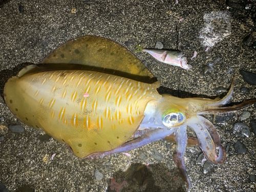 アオリイカの釣果