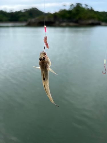 ハゼの釣果