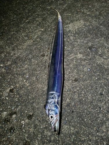 タチウオの釣果