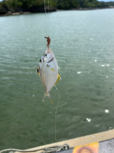 ヒイラギの釣果