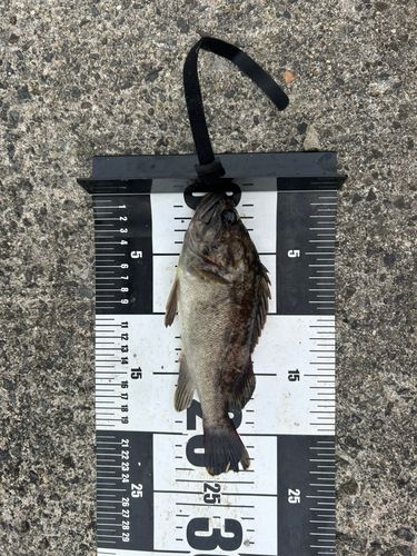 クロソイの釣果