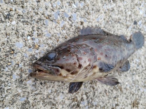 チャイロマルハタ