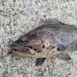 チャイロマルハタ