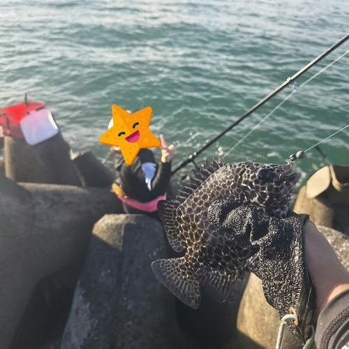 イシガキダイの釣果
