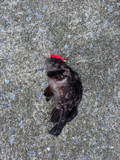 ムラソイの釣果