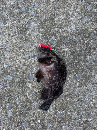 ムラソイの釣果