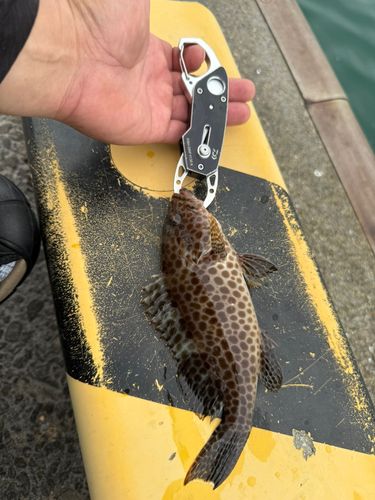 オオモンハタの釣果