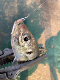 マアジの釣果