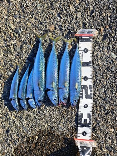 サバの釣果
