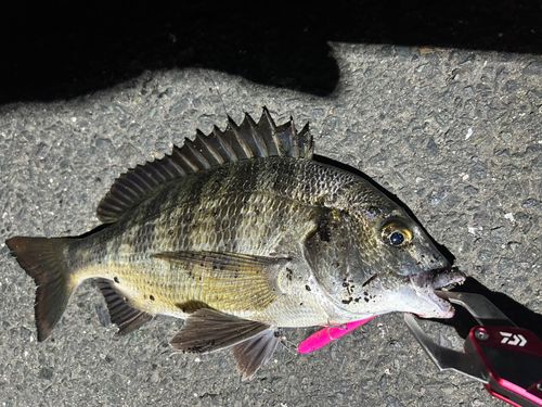 チヌの釣果