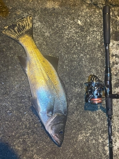 ヒラスズキの釣果