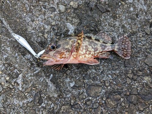 アラカブの釣果