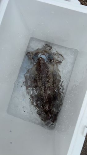 モンゴウイカの釣果