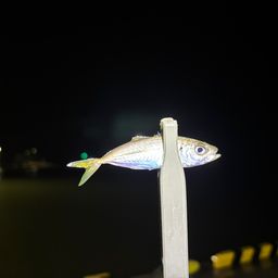 アジ